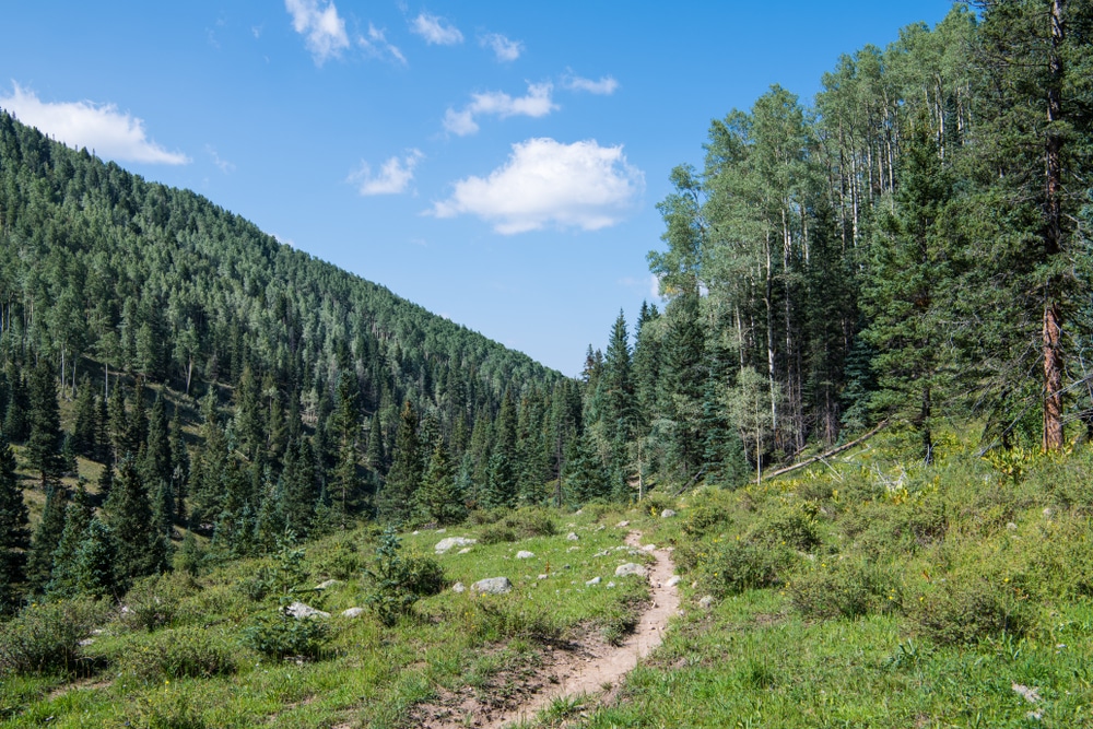 A hiking trail leading through the evergreens at Carson National Forest in New Mexico
