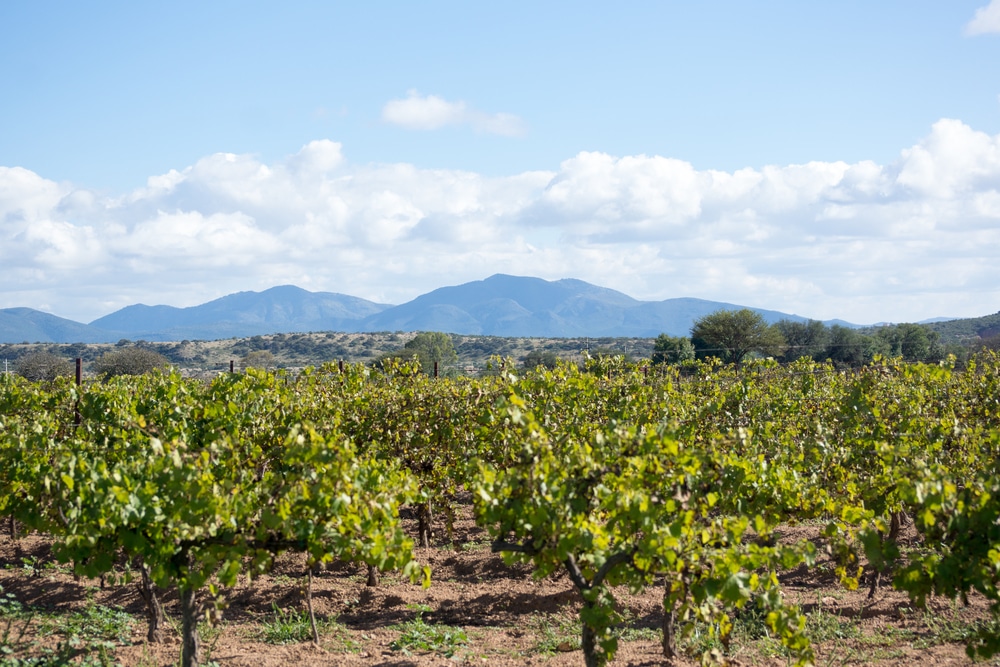 Vineyard views and wine tasting at the best New Mexico wineries